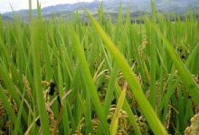 2020年5月19日国内外时政日报-时政一点通